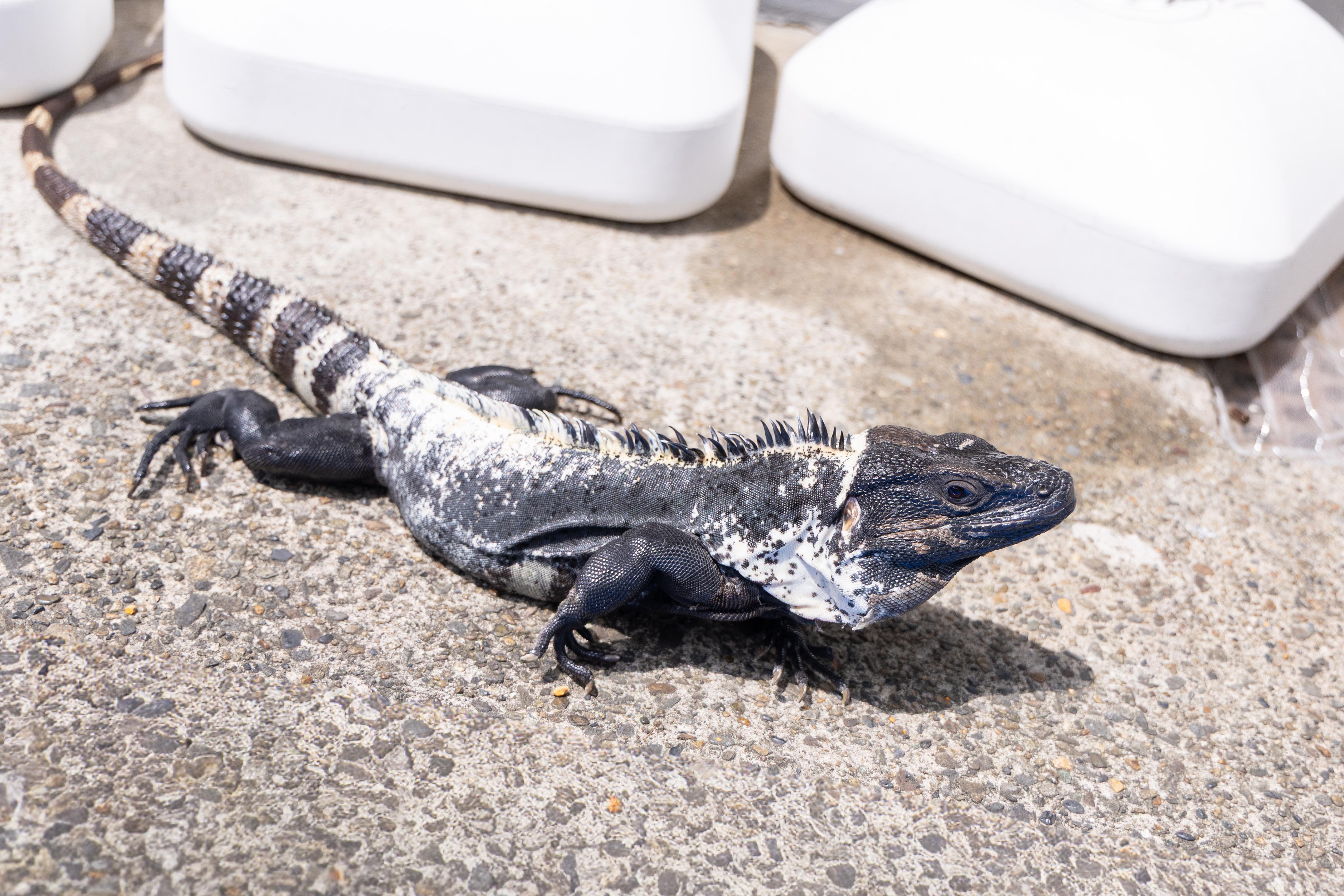 スクールペットとしてイグアナを飼っています！